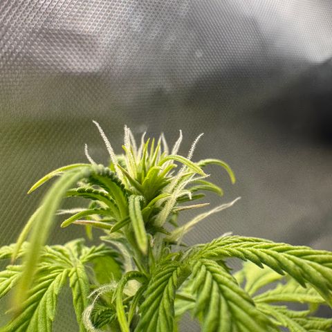 Fat Banana Auto #1 -89g growlog photo: 13:50