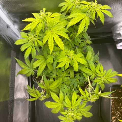 Fat Banana Auto #1 -89g growlog photo: 13:50