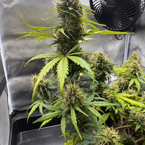 Cookies Gelato Auto #1 -41,5g growlog photo: 13:47
