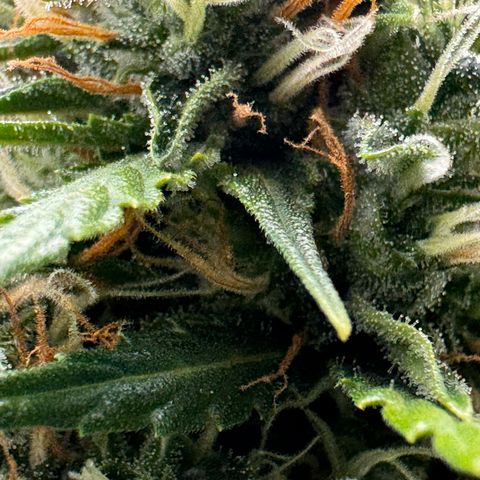 Cookies Gelato Auto #1 -41,5g growlog photo: 13:47