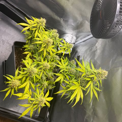 Cookies Gelato Auto #1 -41,5g growlog photo: 13:47