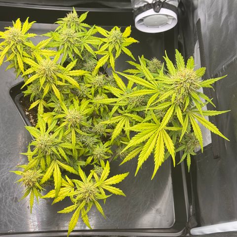 Cookies Gelato Auto #1 -41,5g growlog photo: 13:47