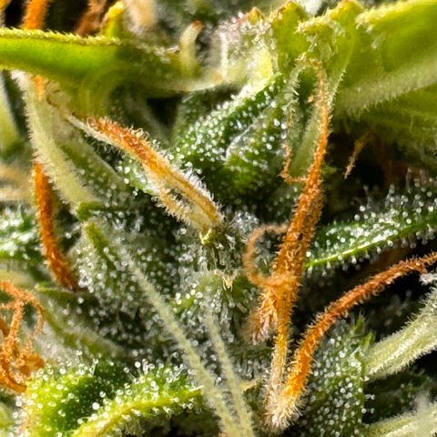 Cookies Gelato Auto #1 -41,5g growlog timeline photo