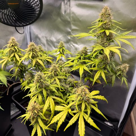 Cookies Gelato Auto #1 -41,5g growlog timeline photo