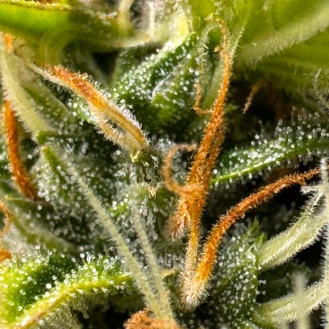 Cookies Gelato Auto #1 -41,5g growlog timeline photo