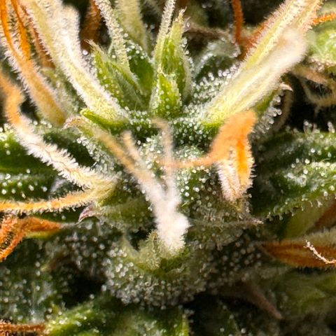 Cookies Gelato Auto #1 -41,5g growlog timeline photo