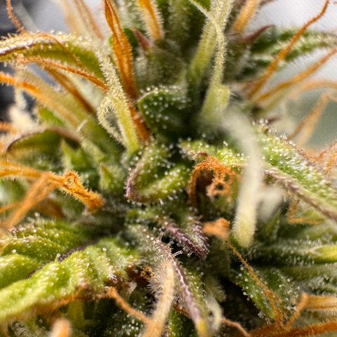 Cookies Gelato Auto #1 -41,5g growlog timeline photo