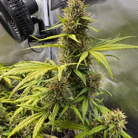 Cookies Gelato Auto #1 -41,5g growlog timeline photo