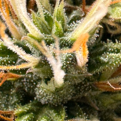 Cookies Gelato Auto #1 -41,5g growlog timeline photo