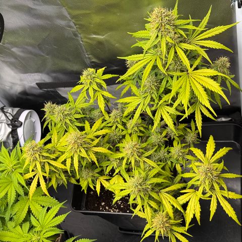 Cookies Gelato Auto #1 -41,5g growlog timeline photo