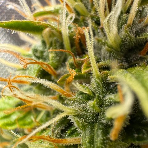 Cookies Gelato Auto #1 -41,5g growlog timeline photo