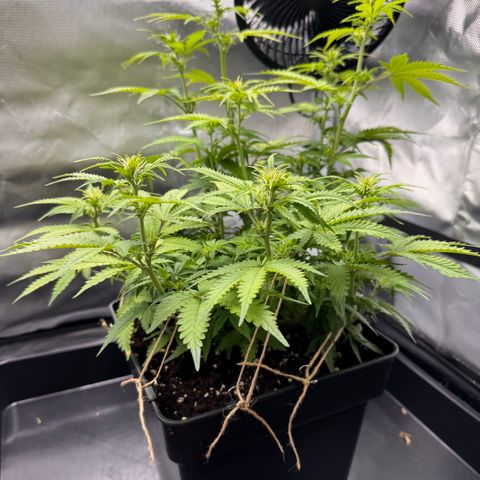 Fat Banana Auto #1 -89g growlog photo: 16:05