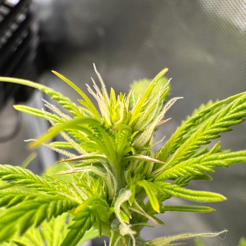Fat Banana Auto #1 -89g growlog photo: 16:05