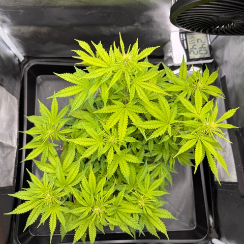 Fat Banana Auto #1 -89g growlog photo: 16:05