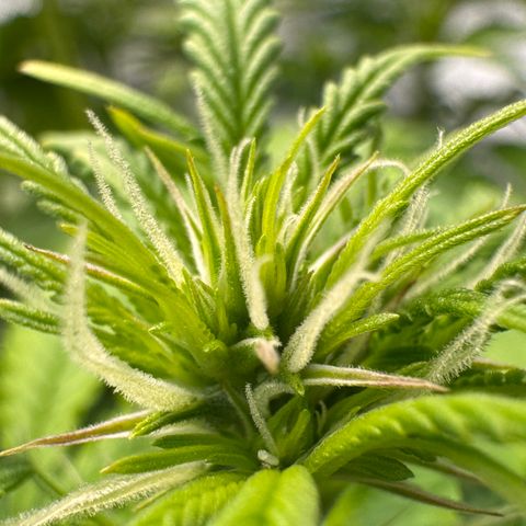 Fat Banana Auto #1 -89g growlog photo: 16:05