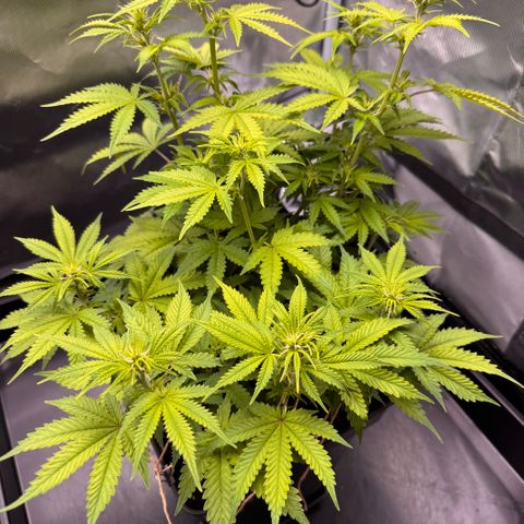 Fat Banana Auto #1 -89g growlog photo: 16:05