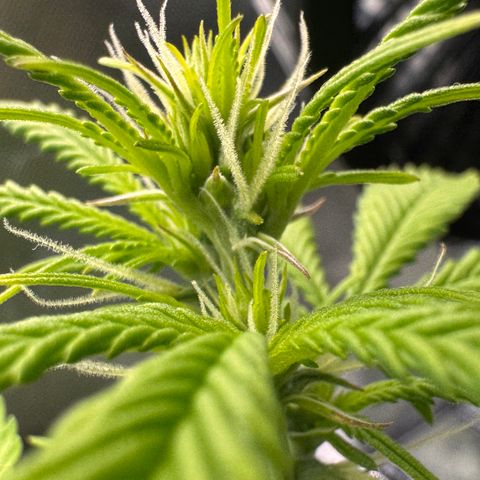 Fat Banana Auto #1 -89g growlog photo: 16:05