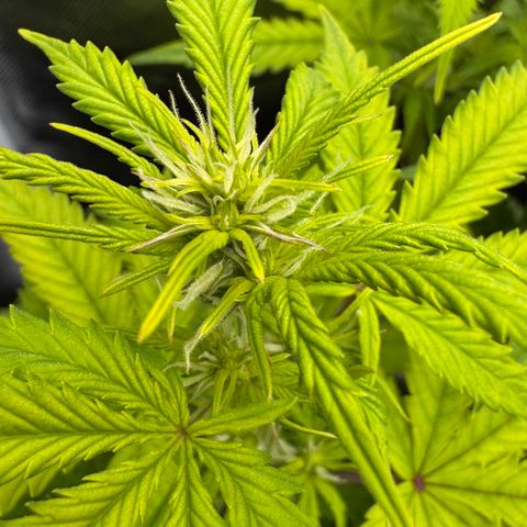 Fat Banana Auto #1 -89g growlog photo: 16:22