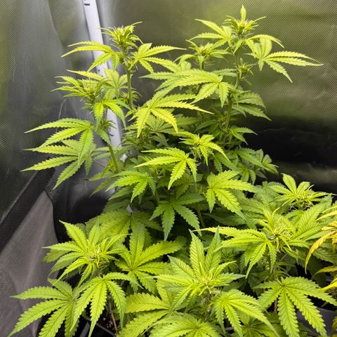 Fat Banana Auto #1 -89g growlog photo: 16:22