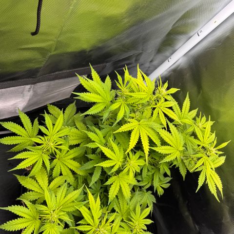 Fat Banana Auto #1 -89g growlog photo: 16:22