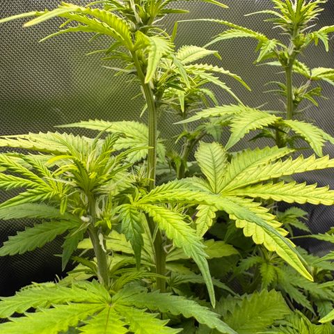 Fat Banana Auto #1 -89g growlog photo: 16:22