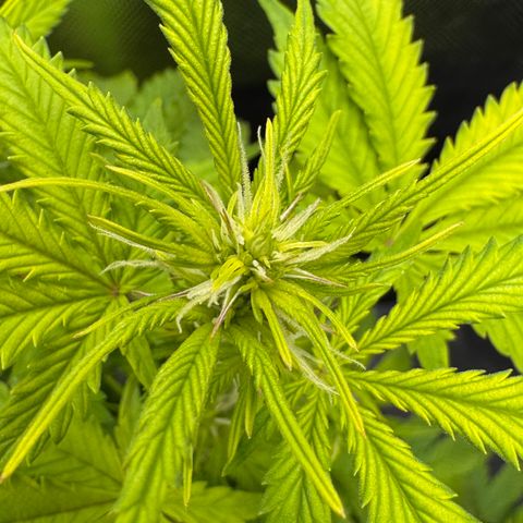 Fat Banana Auto #1 -89g growlog photo: 16:22