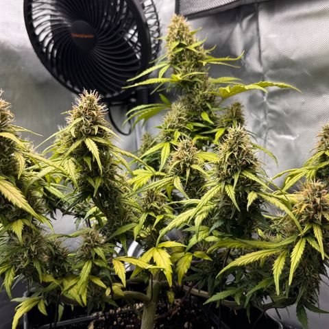 Cookies Gelato Auto #1 -41,5g growlog photo: 16:09