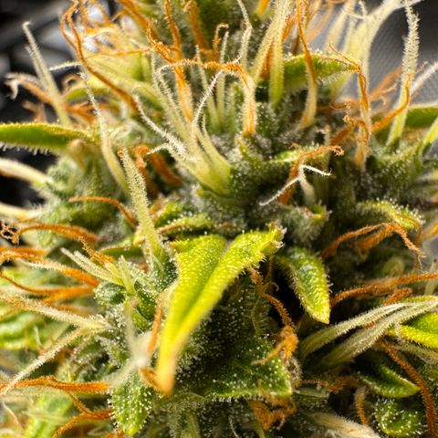 Cookies Gelato Auto #1 -41,5g growlog photo: 16:09