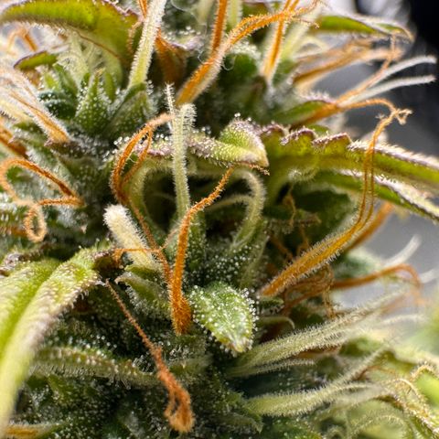 Cookies Gelato Auto #1 -41,5g growlog photo: 16:09