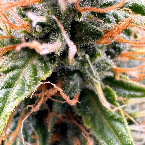 Cookies Gelato Auto #1 -41,5g growlog photo: 16:09