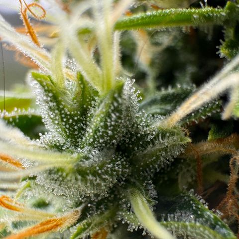 Cookies Gelato Auto #1 -41,5g growlog photo: 16:09