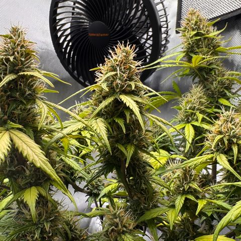 Cookies Gelato Auto #1 -41,5g growlog photo: 16:09