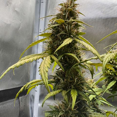 Cookies Gelato Auto #1 -41,5g growlog photo: 16:09