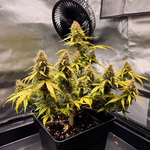 Cookies Gelato Auto #1 -41,5g growlog photo: 16:09