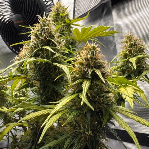 Cookies Gelato Auto #1 -41,5g growlog photo: 16:09