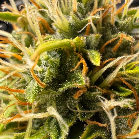 Cookies Gelato Auto #1 -41,5g growlog photo: 16:09