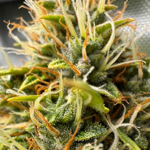 Cookies Gelato Auto #1 -41,5g growlog timeline photo