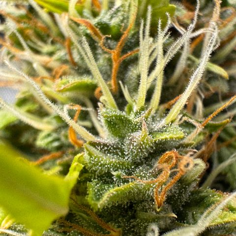 Cookies Gelato Auto #1 -41,5g growlog timeline photo