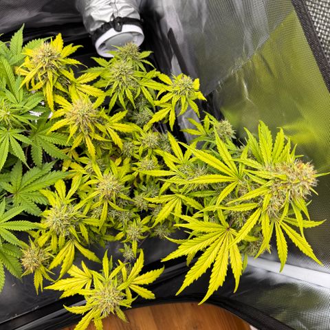 Cookies Gelato Auto #1 -41,5g growlog timeline photo