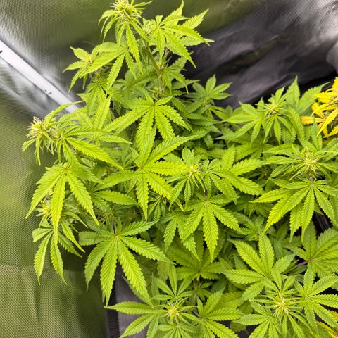 Fat Banana Auto #1 -89g growlog timeline photo