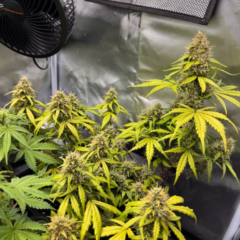 Cookies Gelato Auto #1 -41,5g growlog timeline photo