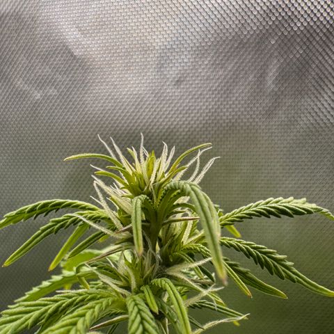 Fat Banana Auto #1 -89g growlog timeline photo