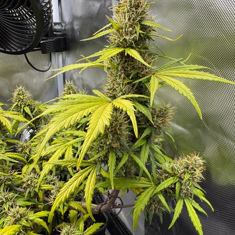 Cookies Gelato Auto #1 -41,5g growlog timeline photo