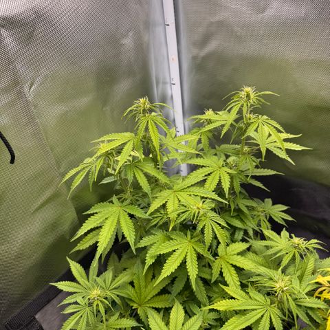 Fat Banana Auto #1 -89g growlog timeline photo