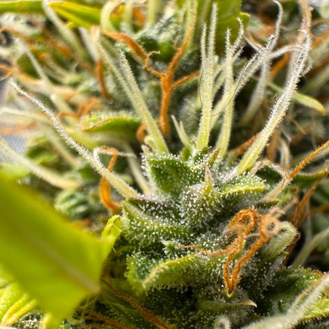 Cookies Gelato Auto #1 -41,5g growlog timeline photo