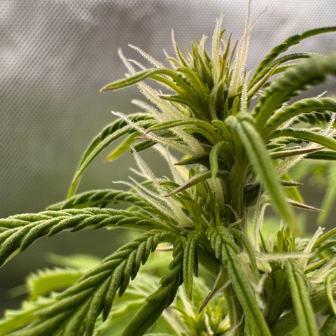 Fat Banana Auto #1 -89g growlog timeline photo