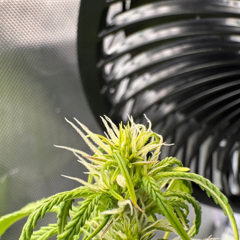 Fat Banana Auto #1 -89g growlog photo: 21:00