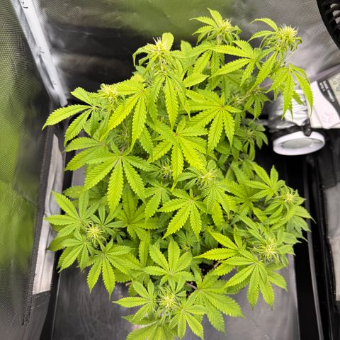Fat Banana Auto #1 -89g growlog photo: 21:00