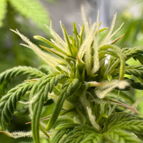 Fat Banana Auto #1 -89g growlog photo: 21:00