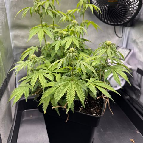 Fat Banana Auto #1 -89g growlog photo: 21:00